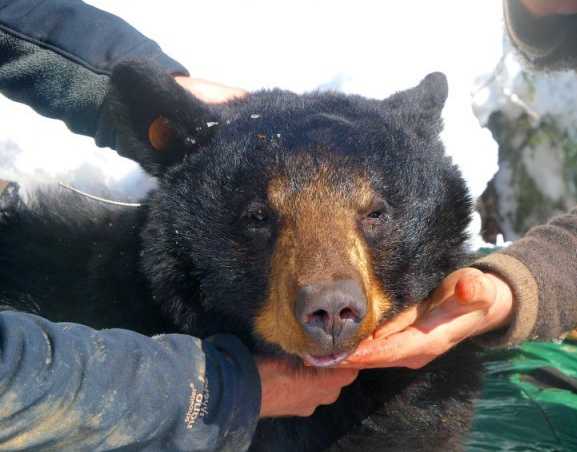 Как зоологи зимой в берлогу к медведю лазали (27 ФОТО)