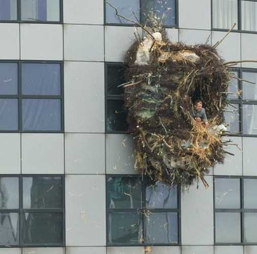 Rotterdam Tower Nesting